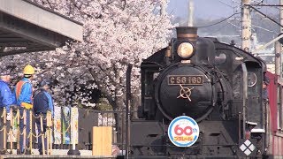 桜咲く京都鉄道博物館　C56160号機本線引退後初めての春