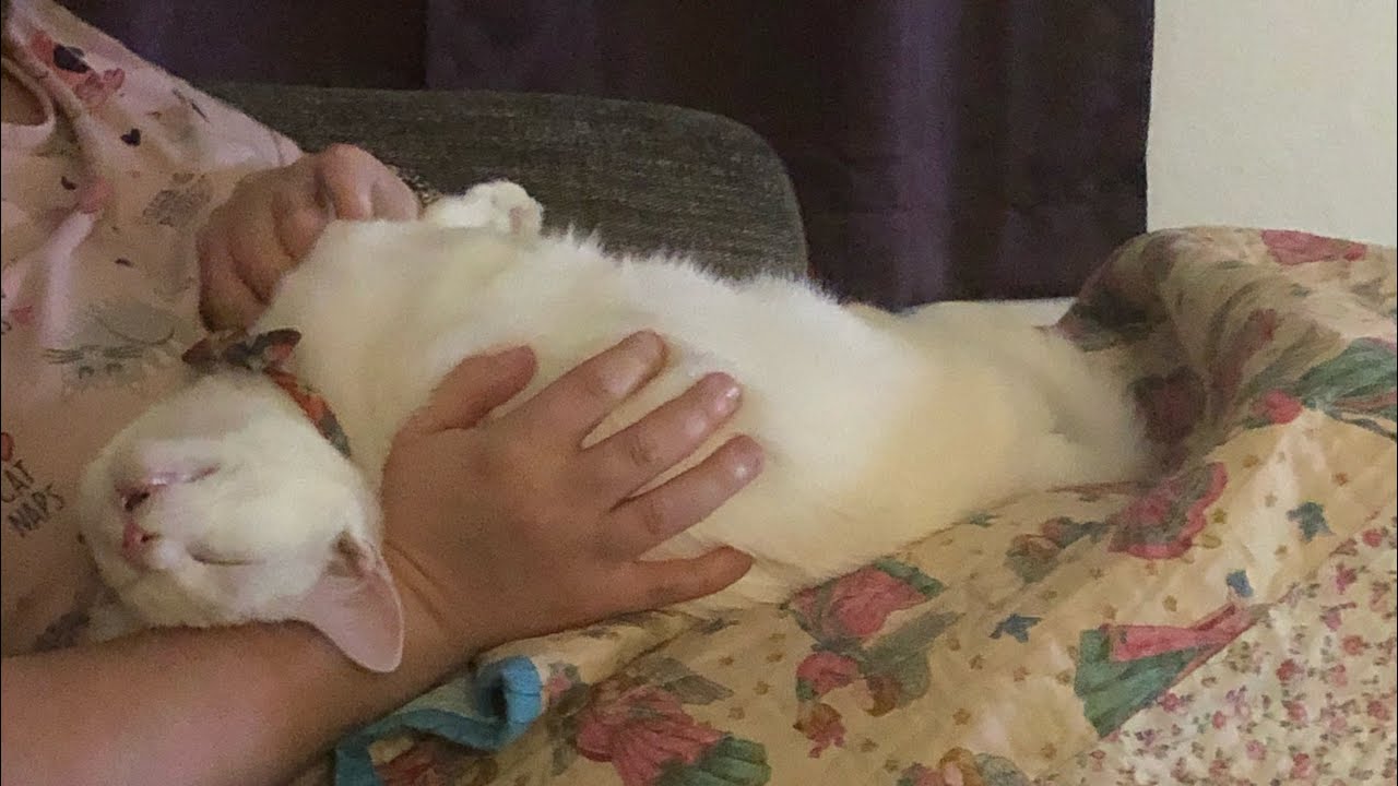 Sweet Kitten Sucks His Paw 🐾 YouTube