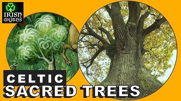 Celtic Sacred Trees (in Ireland and Beyond)