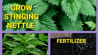 HOW TO GROW STINGING NETTLE  | GROW NETTLE FOR FERTILIZER