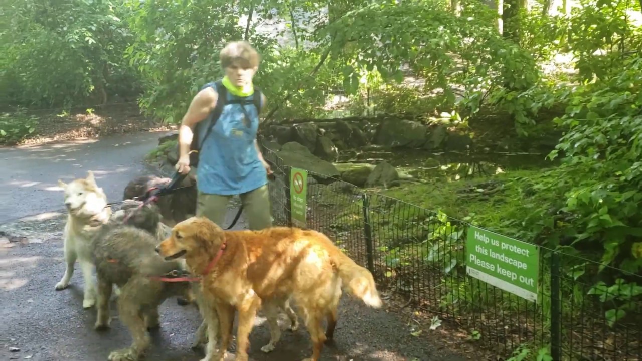 ramble on dog walking