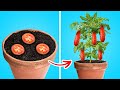 EASY HOME GROWING HACKS to make your plants healthy and blossom