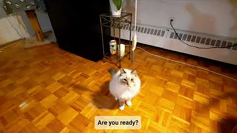 Video 1287891: birman mix rescue cat, mix cat playing, blue mix cat, blue eyed fluffy cat, toys fluffy cat, cat 4k