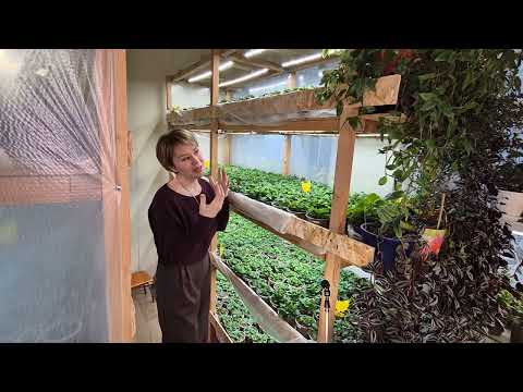 Petunia Seedlings for Sale from A to Z 2026