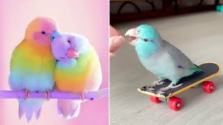 Smart And Funny Parrots Parrot Talking Videos Compilation (2024) - Cute Birds #14 by Parrots Fun TV 21,087 views 2 months ago 31 minutes