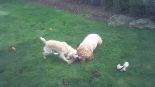 KC the Goldendoodle and Holly the Cockapoo frolicking on a play date by canzirka 293 views 7 years ago 2 minutes, 26 seconds