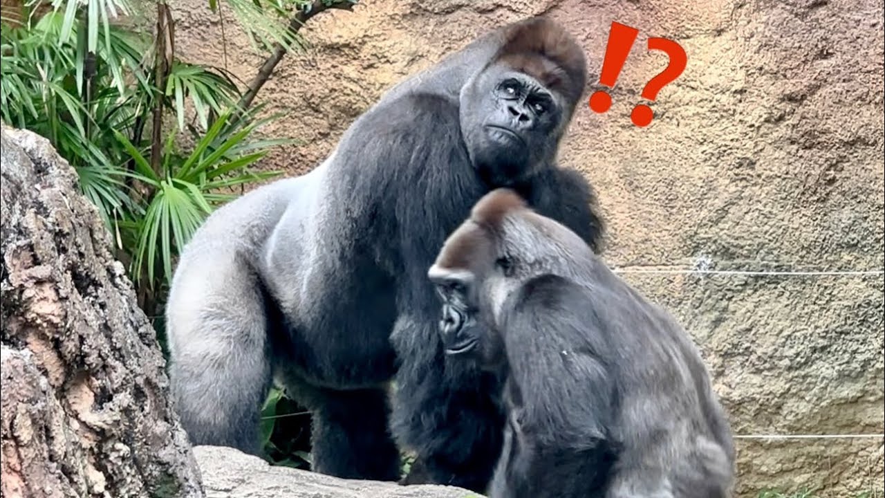 🦍💨駆けつける父ゴリラ⚠️家族に危険は無いか⁉︎ The silverback