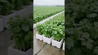 Framing the Harvest Season | #HarvestSeason #Agriculture #Harvest #YouTubeShorts