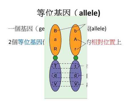 6等位基因