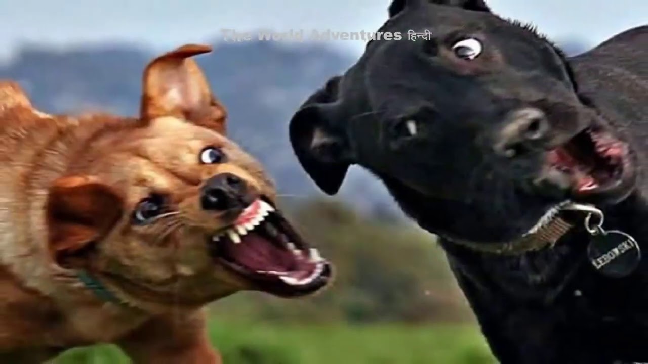 कुत्ते के हमले से बचने के 5 सबसे आसान तरीके How to Survive a Dog Attack