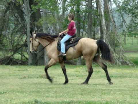 Tennessee Walking Horse Shoes For Sale Tennessee Walking Horse Shoes For Sale