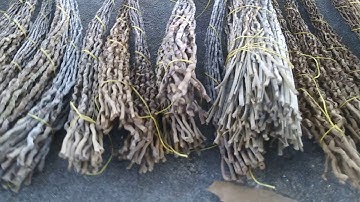 Palm Inflorescence for Basketry