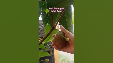 Solusi Serangan Lalat Buah