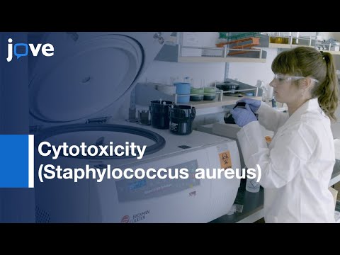 Wideo: Które z poniższych nazywa się leukocytami wielojądrowymi?