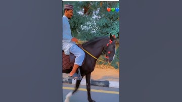سورة يوسف بصوت عفيف محمد تاج