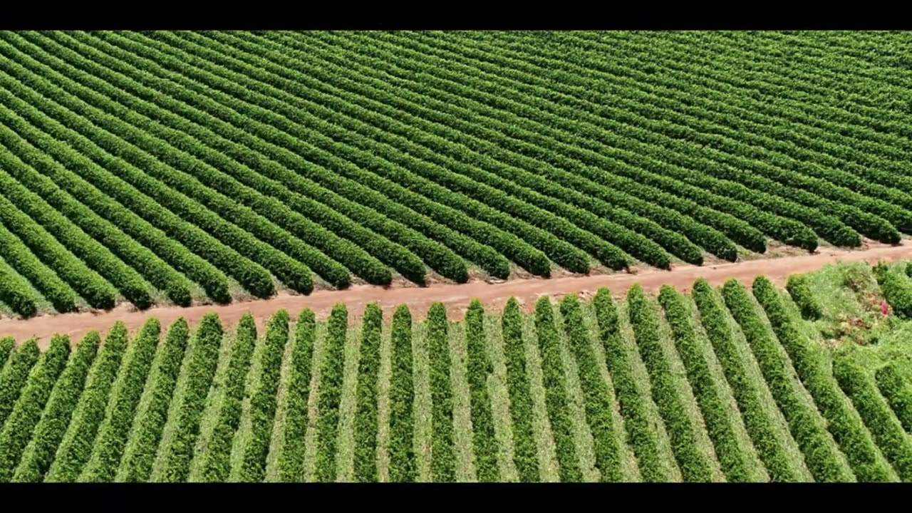FAZENDA DE CAFÉ EM PIUMHI/MG: 1 Milhão de Pés em Produção (234 Hectares)