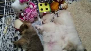 Выбор Шпицев на продажу. Питомник в Москве Выбор Шпицев на продажу. Питомник в Москве