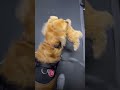 偽物ワンコと離れられないワンコ