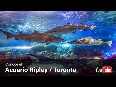 Video: Guía del acuario de Ripley en Canadá