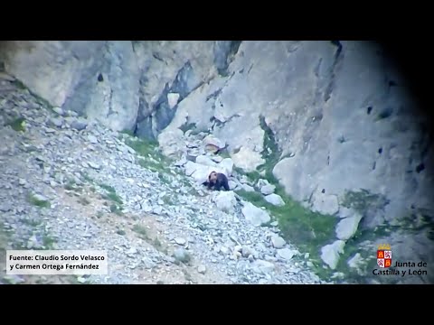 Dos osos pardos se despeñan por una montaña tras una pelea