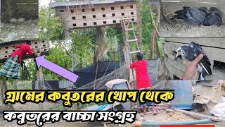 গ্রামের কবুতরের খোপ থেকে কবুতরের বাচ্চা সংগ্রহ।