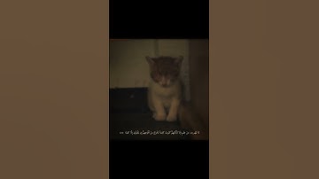 سورة الكهف 🌸محمد ايوب