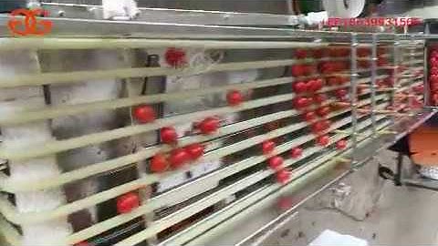 tomato grading machine video