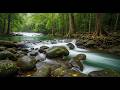 Tranquil River Flow & Forest Birdsong 🍂 | Deep Sleep Nature Sounds and ASMR 2