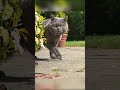 Kenapa Langkah Kucing Hampir Tidak Terdengar?#faktahewan#kucinglucu#faktamenarik#shortsindonesia