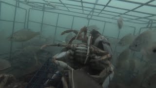 I Placed a GoPro in my Crab Pot - Underwater Footage