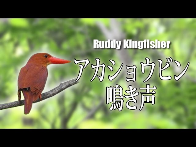 アカショウビン 鳴き声｜日本の野鳥｜Ruddy Kingfisher Call - YouTube