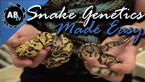 Snake Genetics Made Simple : SnakeBytesTV : AnimalBytesTV