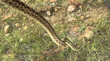 3/30 Gopher Snake