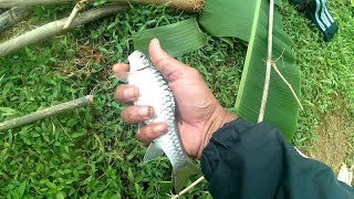 Fishing on the River: Fishing Mahseer fish on the Cibeber river bait Cricket