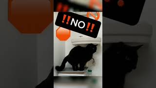 Смешные котики 😺 || 2 часть || Funny cats || part 2 || Алю