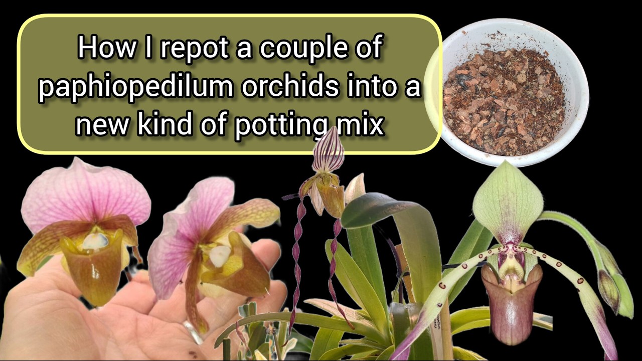 Как я пересаживаю свои орхидеи пафиопедилум в новый тип субстрата.