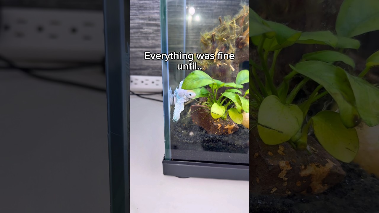 Всё было хорошо, пока я этого не заметил...