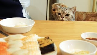 What if you eat sushi in front of your cat?! Cats' salmon Mukbang