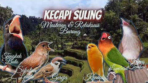 Kecapi Suling & Suara Air | Lovebird, Sikatan Londo, Kapas Tembak, Kenari/Tengkek Buto/Burung Gereja