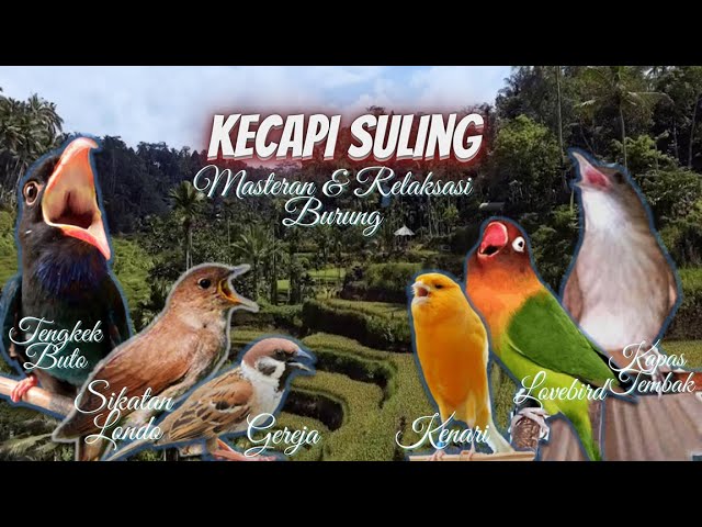 Kecapi Suling & Suara Air - Lovebird/Sikatan Londo/Kapas Tembak/Kenari/Tengkek Buto/Gereja class=