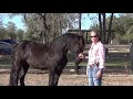 Colt-Starting a 3-Year-Old Friesian: Zeppelin’s First Day