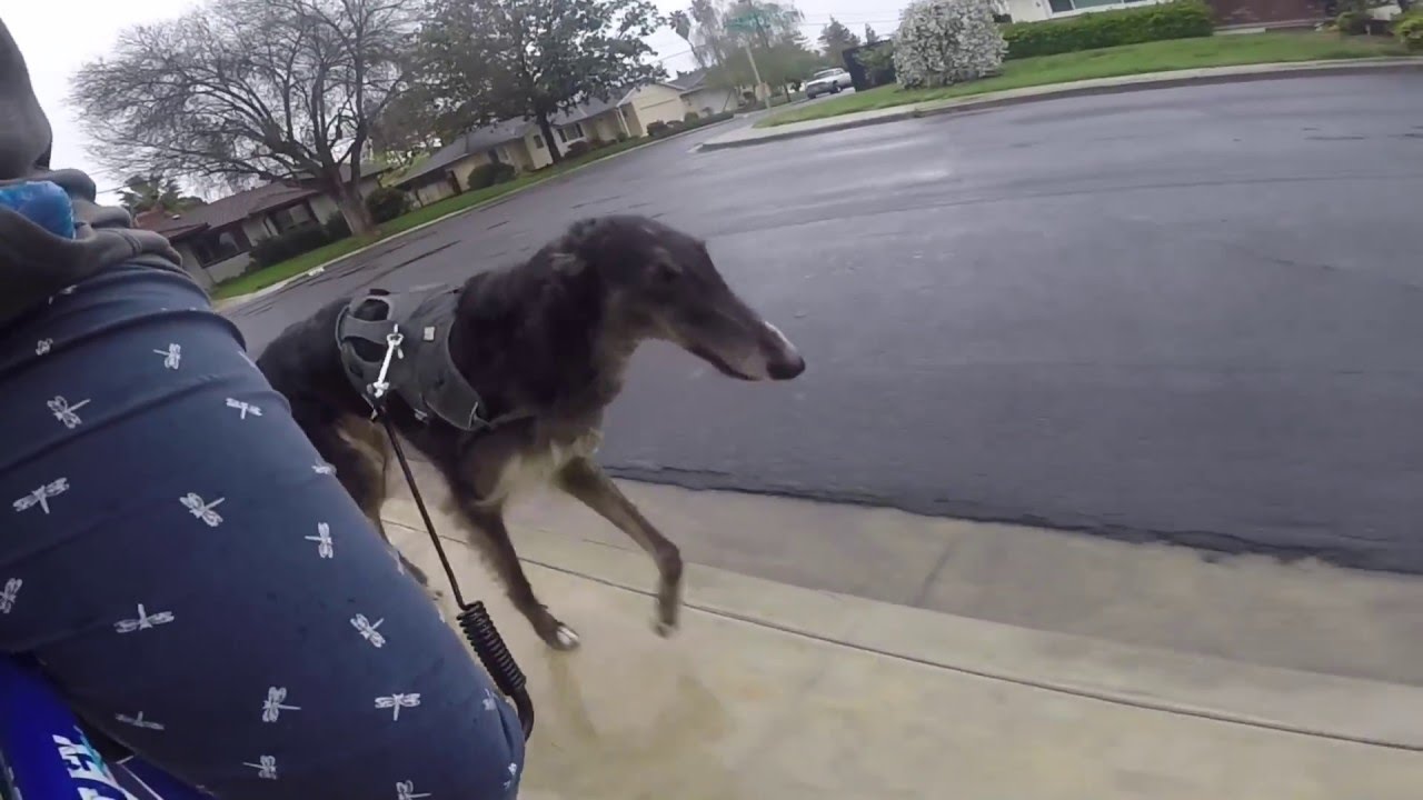 Biking in the rain with Bandit the Borzoi