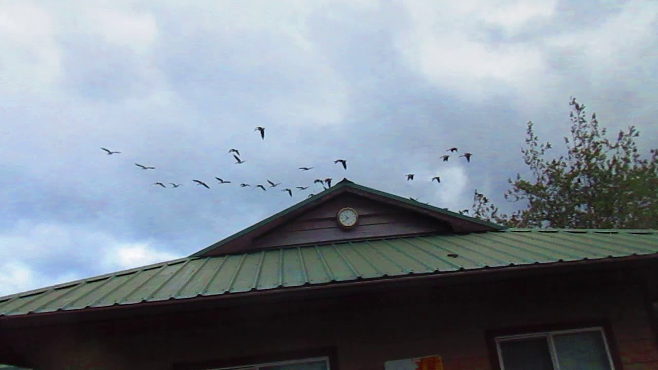 Canada Geese flying North for Winter YouTube