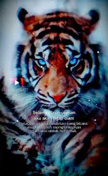 Quotes harimau jawa #shorts #macan #story #status