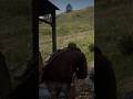 Hunting the Legendary Coyote #rdr2 #gaming #gamer #games #gameplay #gaming #edit #shorts #viral