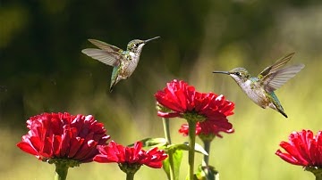 Ruby-Throated Hummingbirds |The Relaxing Garden |  | Bird Sounds &Scenes | Nature Healing Ambiance