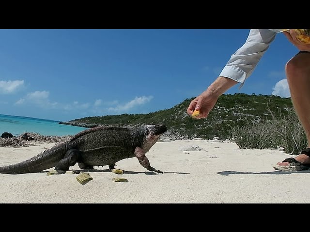 Feeding Wild Rock Iguanas At Bitter Guana Cay | Sailboat Story 42