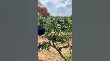 Hướng dẫn làm cây tùng la hán #caycanh #bonsai #bonsaitree #bonsaitips