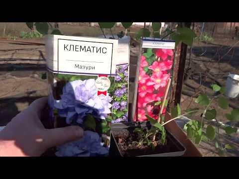 Посадка саженца клематиса с зеленым побегом весной