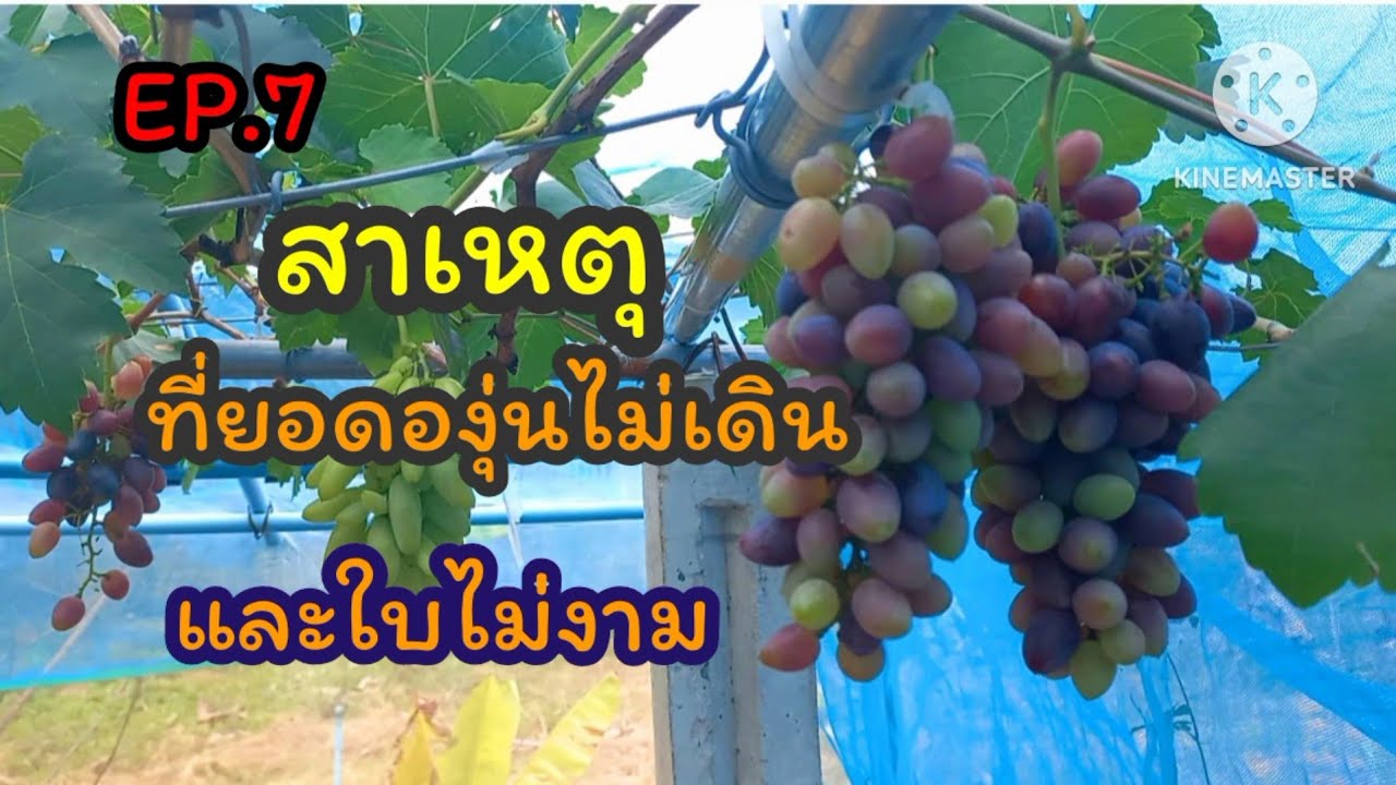 EP.7 สาเหตุที่ยอดองุ่นไม่เดินและใบไม่สวย